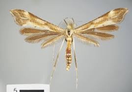 Attēlu rezultāti vaicājumam “Gillmeria pallidactyla”