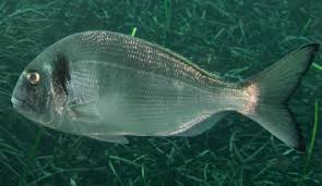 Image result for Sparus aurata