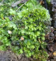 Attēlu rezultāti vaicājumam “Fissidens taxifolius”