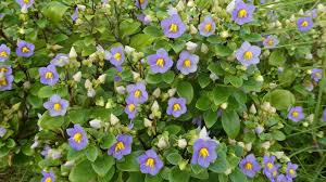 Image result for Exacum affine