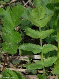 Attēlu rezultāti vaicājumam “Pastinaca sativa subsp. sylvestris leaf”