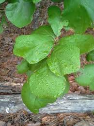 Attēlu rezultāti vaicājumam “Geranium bohemicum leaf”