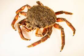 Image result for Maja brachydactyla