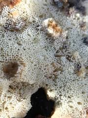 Attēlu rezultāti vaicājumam “Skeletocutis stellae”