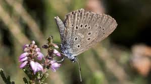 Attēlu rezultāti vaicājumam “Maculinea alcon eggs”