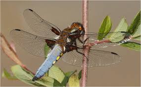 Attēlu rezultāti vaicājumam “Libellula depressa male”