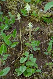 Attēlu rezultāti vaicājumam “Phyteuma spicatum leaf”
