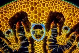 Attēlu rezultāti vaicājumam “Ammophila sp.”