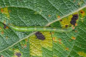 Attēlu rezultāti vaicājumam “Jodis putata”