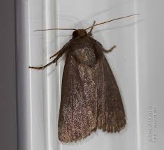 Attēlu rezultāti vaicājumam “Amphipyra livida”