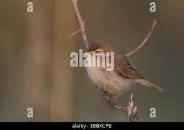 Attēlu rezultāti vaicājumam “Hippolais caligata adult”