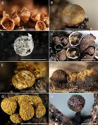 Attēlu rezultāti vaicājumam “Diderma spumarioides young”