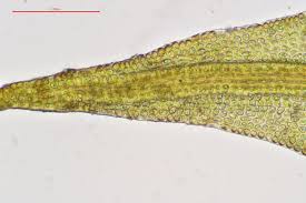 Attēlu rezultāti vaicājumam “Didymodon fallax var. brevifolius”