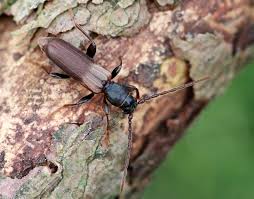 Attēlu rezultāti vaicājumam “Tetropium fuscum”