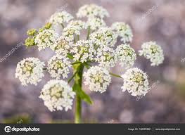 Attēlu rezultāti vaicājumam “Anthriscus”