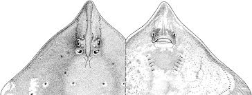 Image result for Dipturus laevis