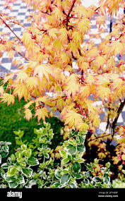 Image result for Acer palmatum `Orange Dream`