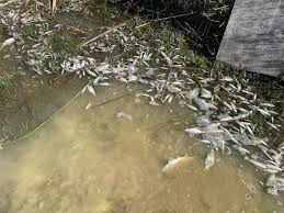 Image result for Weymouth Angling Society