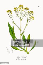 Image result for Isatis tinctoria