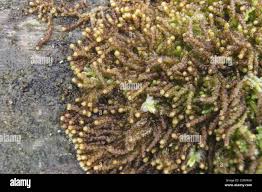 Attēlu rezultāti vaicājumam “Nowellia curvifolia”