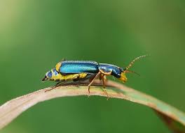 Attēlu rezultāti vaicājumam “Malachidae”