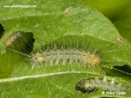 Attēlu rezultāti vaicājumam “Spilosoma lutea larva”