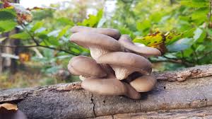 Attēlu rezultāti vaicājumam “Vouauxiomyces santessonii”