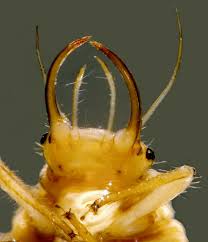 Attēlu rezultāti vaicājumam “Chrysopa”