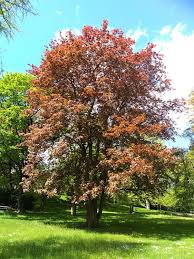 Attēlu rezultāti vaicājumam “Acer platanoides fo. schwedleri”