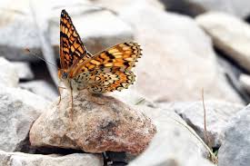 Attēlu rezultāti vaicājumam “Melitaea phoebe underside”