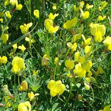 Image result for Lotus tetragonolobus