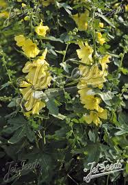 Image result for Alcea rugosa