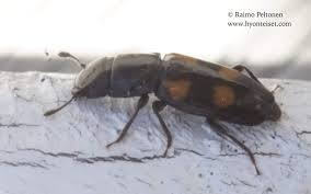 Attēlu rezultāti vaicājumam “Glischrochilus quadripunctatus”