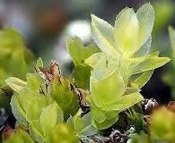 Attēlu rezultāti vaicājumam “Mnium stellare”