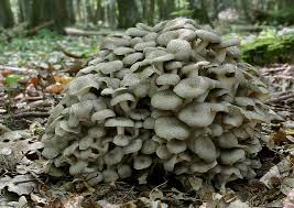 Attēlu rezultāti vaicājumam “Polyporus umbellatus”