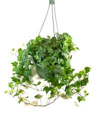 Attēlu rezultāti vaicājumam “Hedera helix”