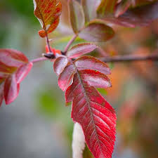 Attēlu rezultāti vaicājumam “x Sorbaronia fallax”