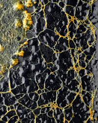 Attēlu rezultāti vaicājumam “Physarum luteolum young”