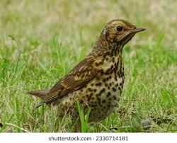 Attēlu rezultāti vaicājumam “Turdus philomelos juvenile”