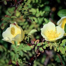 Attēlu rezultāti vaicājumam “Rosa subcanina leaf”