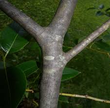 Attēlu rezultāti vaicājumam “Salix pentandra fruit”