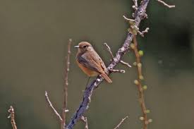 Image result for Phoenicurus moussieri