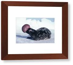 Image result for Cystophora cristata