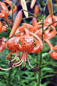 Attēlu rezultāti vaicājumam “Lilium lancifolium flower”