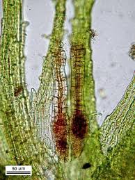 Attēlu rezultāti vaicājumam “Ephemerum serratum”