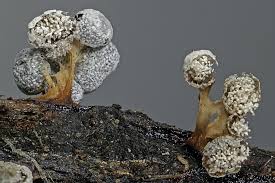 Attēlu rezultāti vaicājumam “Physarum straminipes”