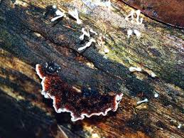 Attēlu rezultāti vaicājumam “Stereum rugosum”