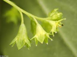Attēlu rezultāti vaicājumam “Alchemilla vulgaris aggr. flower”