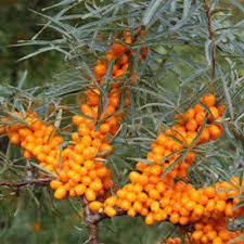 Attēlu rezultāti vaicājumam “Hippophae rhamnoides female flower”