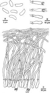 Attēlu rezultāti vaicājumam “Basidioradulum radula”